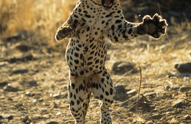 Attack of the big cats