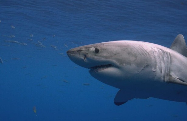 Attack of the Red Sea Sharks