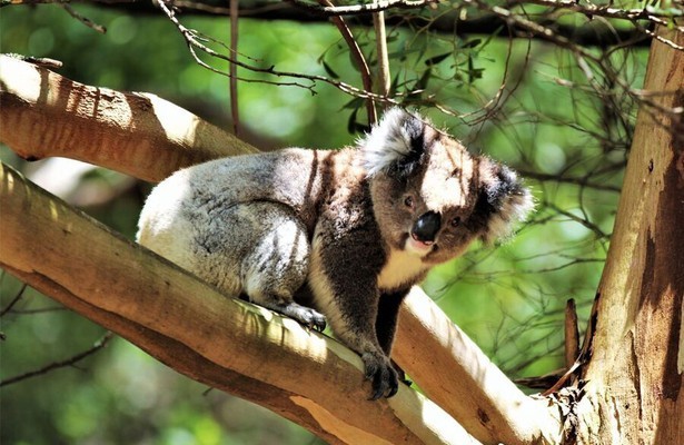 Australiens schönste Küstenstraße - Die Great Ocean Road