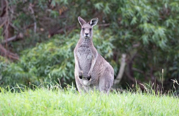 Australiens Südosten - Von Sydney nach Melbourne