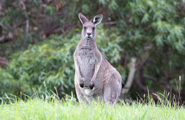 Australiens Südosten - Von Sydney nach Melbourne