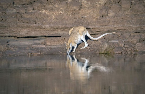 Australiens wilder Westen