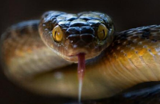 Australische slangenvangers: dodelijke achtervolging