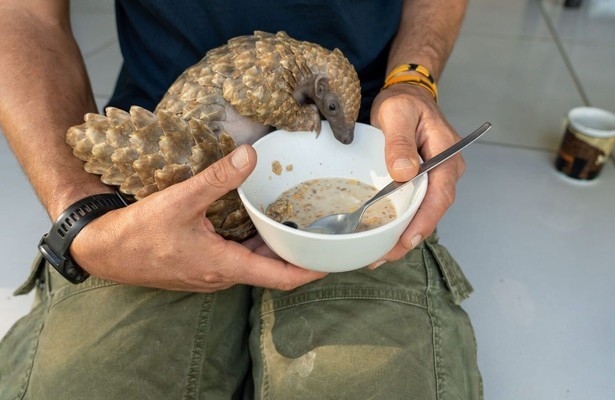 Baby animal rescue