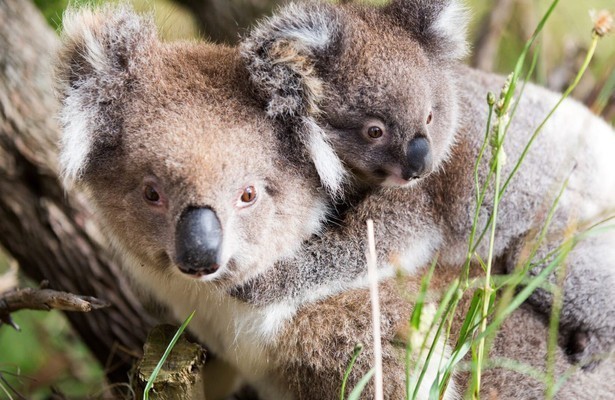 Baby animals Down Under