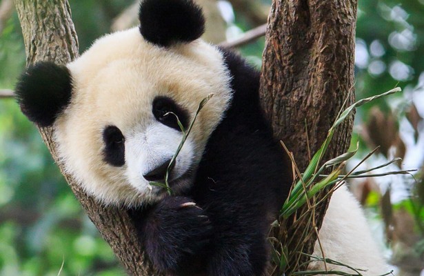 Baby Panda's First Year