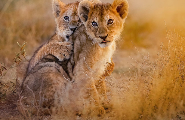 Babydieren
