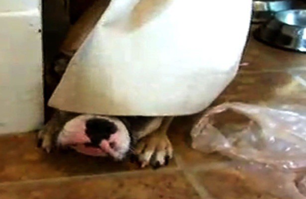 Bad dog!