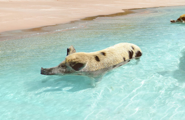 Bahamas life
