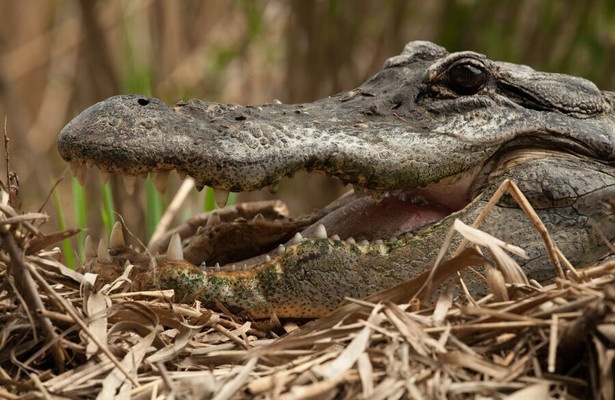 Battle of the Swamp Dragons