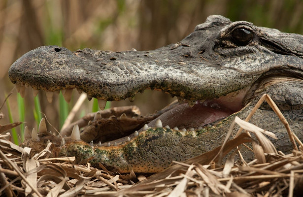 Battle of the Swamp Dragons