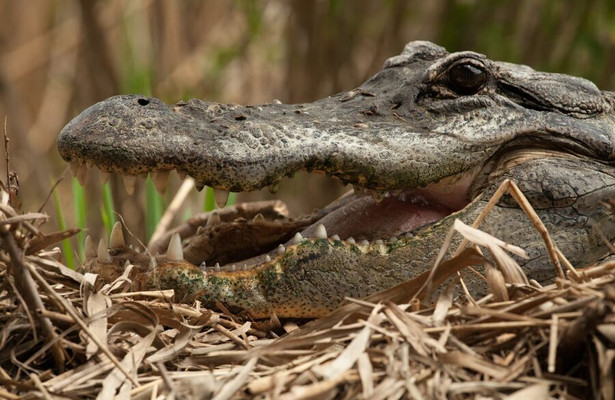 Battle of the Swamp Dragons
