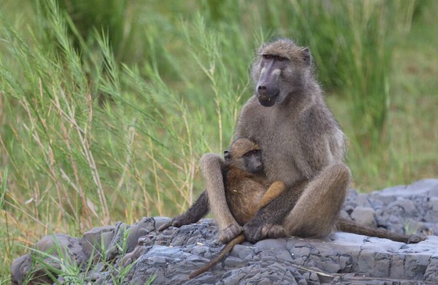 Bavianen: regels van de groep