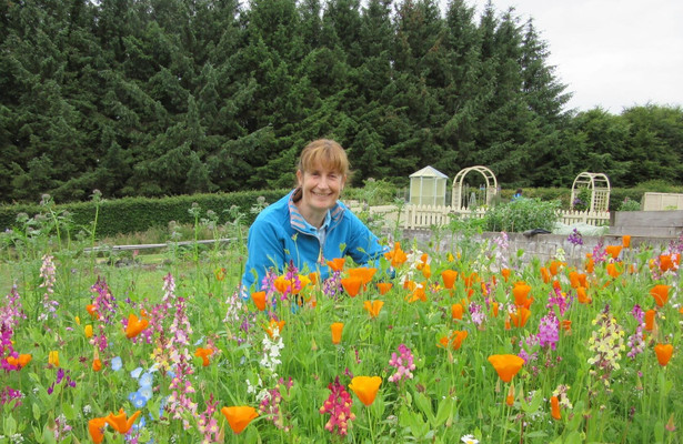Beechgrove garden