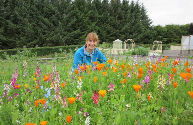Beechgrove garden