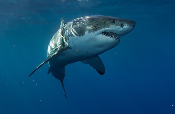 Beesten van de Grote Oceaan