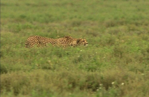 Big Cat Planet