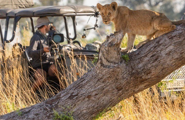 Big cats 24/7