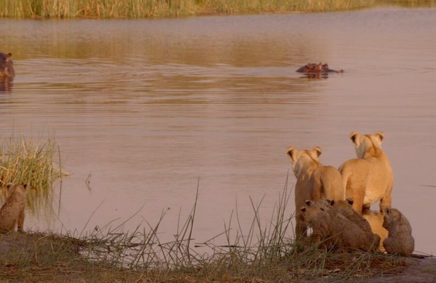 Birth of a pride