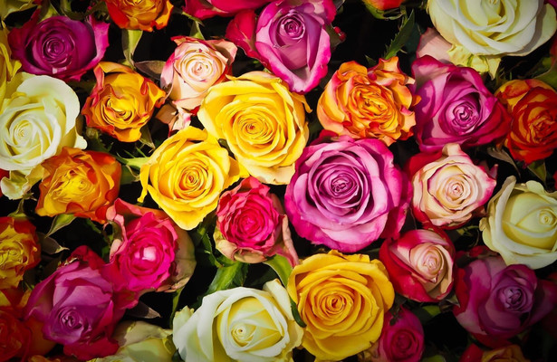 Bloemen voor de Paus