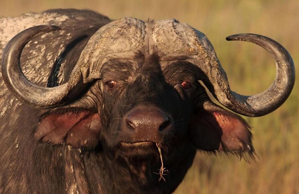 Blood Rivals: Lion vs. Buffalo