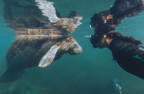 Blue Carbon - Die Superkraft der Natur