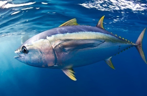 Blue planet II
