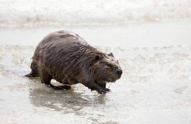Böhmen - Land der hundert Teiche