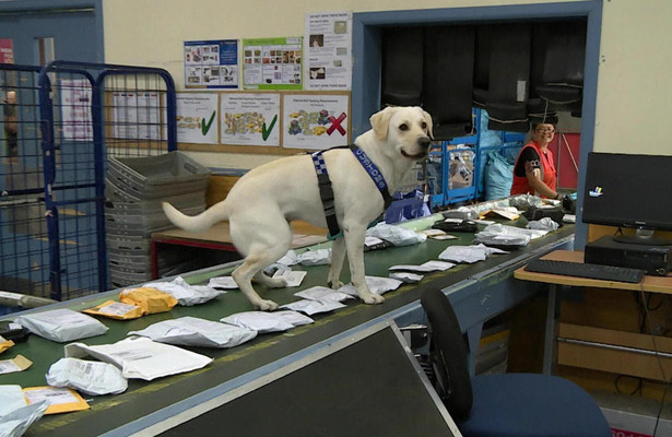 Border Security: Dog Patrol
