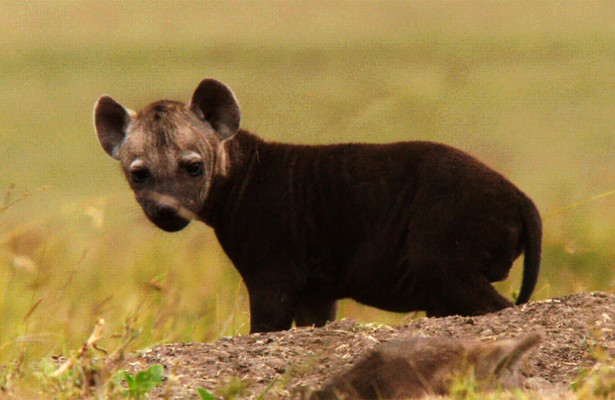 Born in Africa