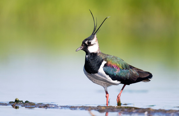 Braunkehlchen, Kiebitz & Kaiseradler - wie retten wir Österreichs Vogelwelt?