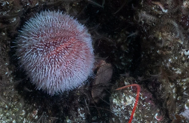 Britain's Secret Islands