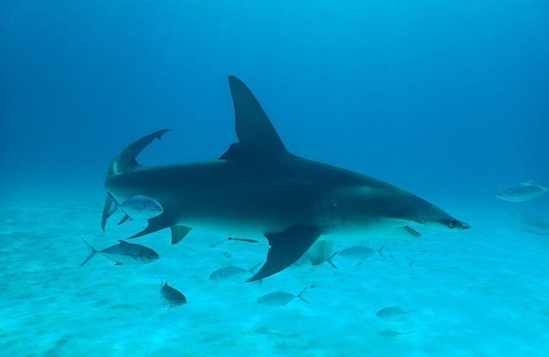 Bull Shark vs. Hammerhead