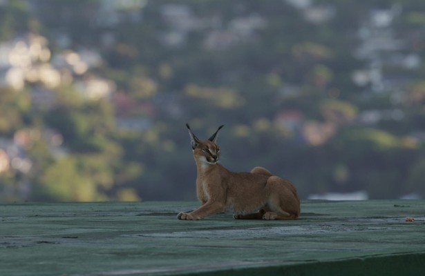 Caracal - La société du chat solitaire