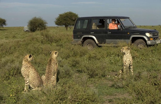 Cat wars: Lion V Cheetah
