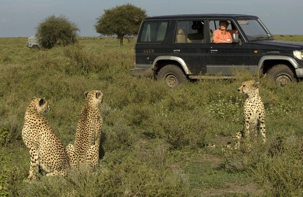 Cat wars: Lion V Cheetah