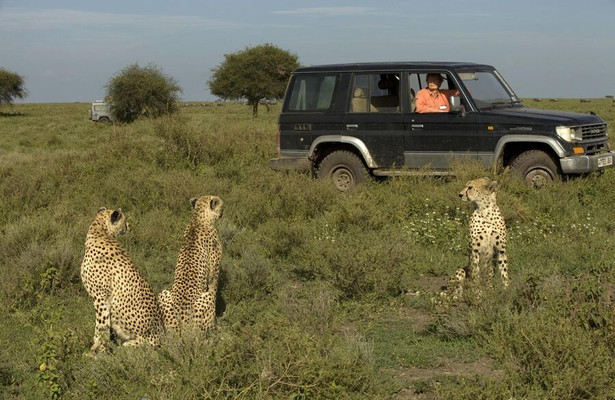 Cat wars: Lion V Cheetah