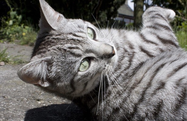 Cats of claw hill