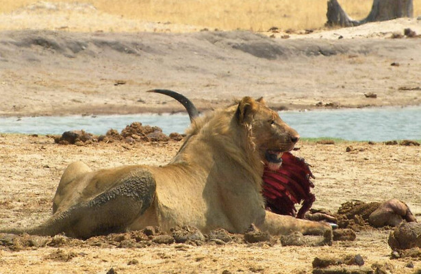 Cecil: The legacy of a king