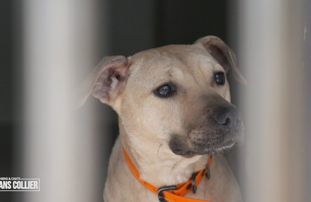 Chiens et chats sans collier