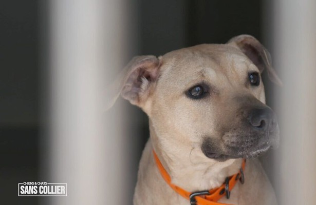 Chiens et chats sans collier