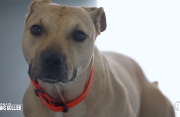 Chiens et chats sans collier