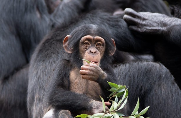 Chimp School