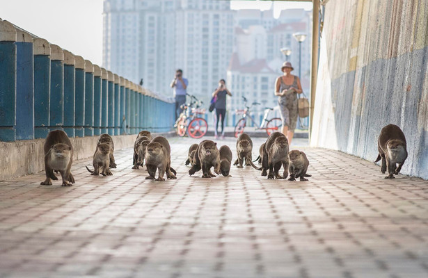 Cities: Nature's new wild