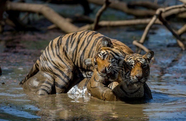 Clash of tigers