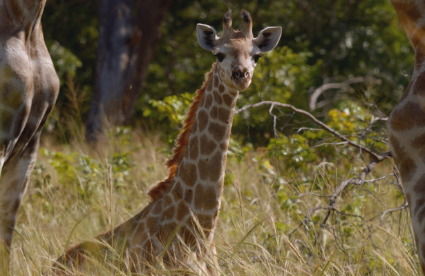 Close Encounters of the Wild Kind