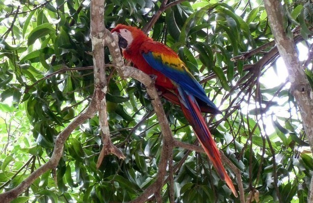 Costa Rica - Mittelamerikas grüne Schatzkammer