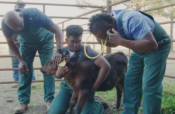 Critter Fixers: Country Vets: Dog Compilation