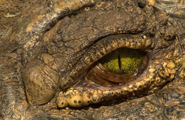 Croc Wars: Grumeti Vs Mara