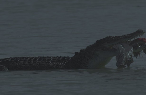 Crocodile - Australia's Greatest Survivor